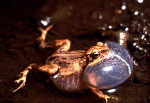 Research on Tungara frog calls.